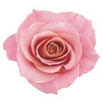 EUDORA SIAGE CONDICIONADOR NUTRI ROSE 200ML