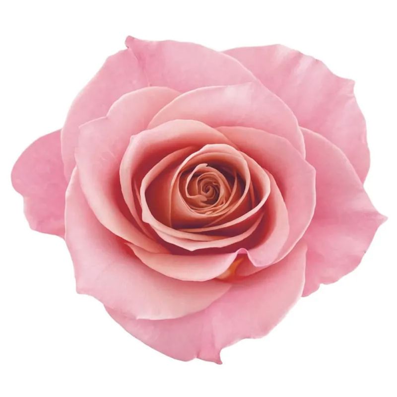 EUDORA SIAGE CONDICIONADOR NUTRI ROSE 200ML